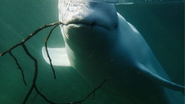 Rusiyanın casus balinası İsveçdə aşkarlandı
