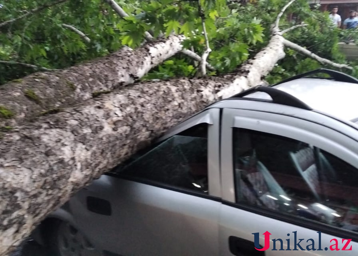 İsmayıllıda bir ağac 3 avtomobilin üstünə aşdı -VİDEO (FOTO)