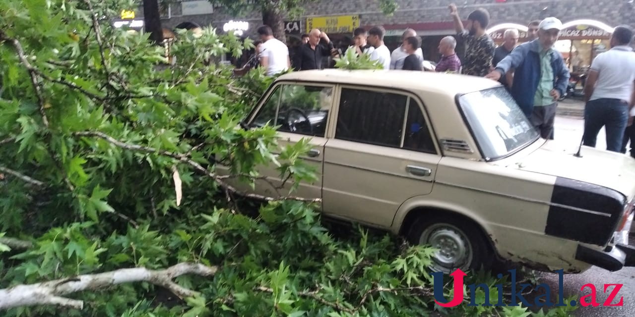 İsmayıllıda bir ağac 3 avtomobilin üstünə aşdı - VİDEO (FOTO)
