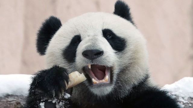 Çin Britaniyaya verdiyi pandalarıgeri alır
