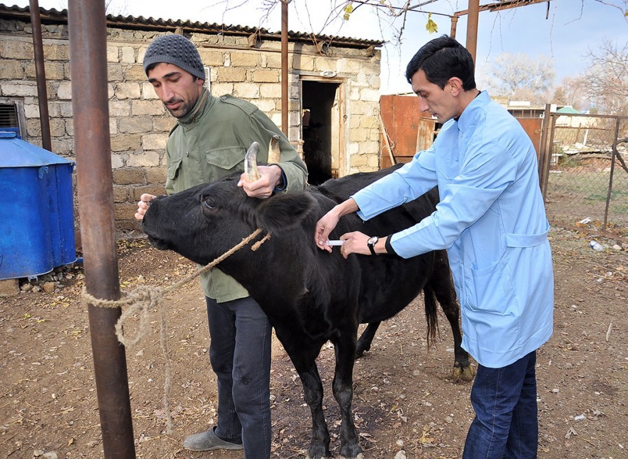 Goranboyda zoonoz xəstəliklərinə qarşı dezinfeksiyası işləri aparılır - FOTOLAR