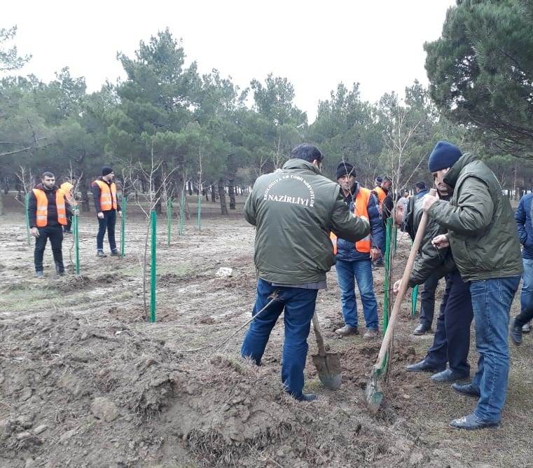 Qurumuş ağaclar  yeniləri ilə əvəzləndi - FOTOLAR