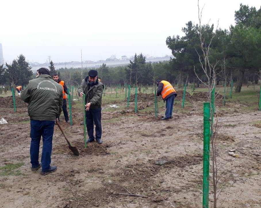 Qurumuş ağaclar  yeniləri ilə əvəzləndi - FOTOLAR