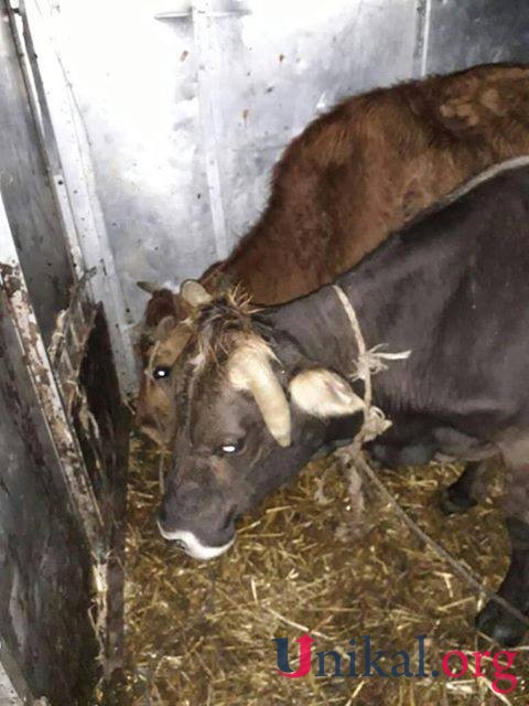 Sahil Babayevin özünüməşğulluq "OYUNU" - Kəndlilərə xəstə heyvanlar verildi (ŞİKAYƏT-FOTO)