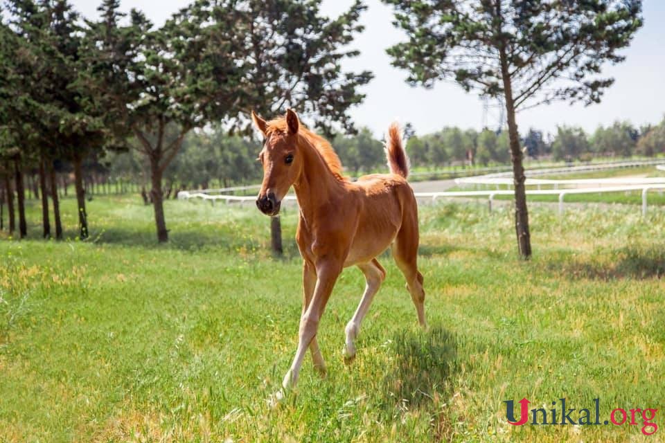 Prorektorun bahalı atını zəhərləyib, öldürdülər - Binə Atçılıq Mərkəzində (ÖZƏL-FOTO)