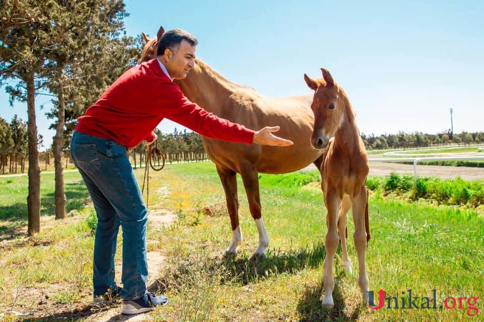 Prorektorun bahalı atını zəhərləyib, öldürdülər - Binə Atçılıq Mərkəzində (ÖZƏL-FOTO)