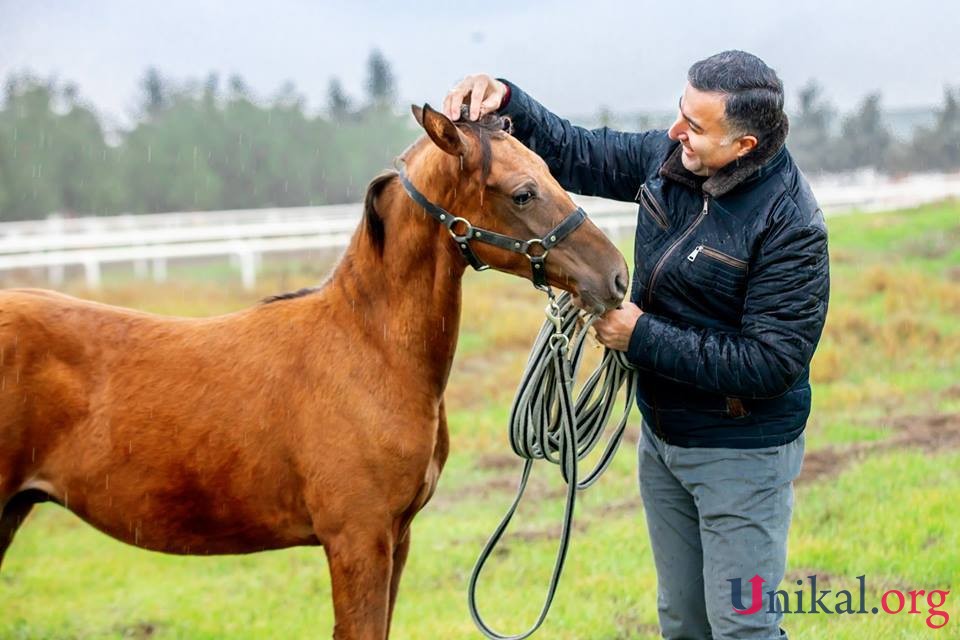 Prorektorun bahalı atını zəhərləyib, öldürdülər - Binə Atçılıq Mərkəzində (ÖZƏL-FOTO)