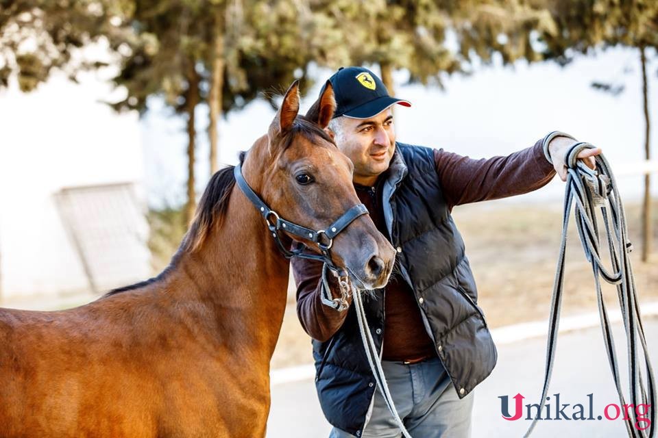 Prorektorun bahalı atını zəhərləyib, öldürdülər - Binə Atçılıq Mərkəzində (ÖZƏL-FOTO)