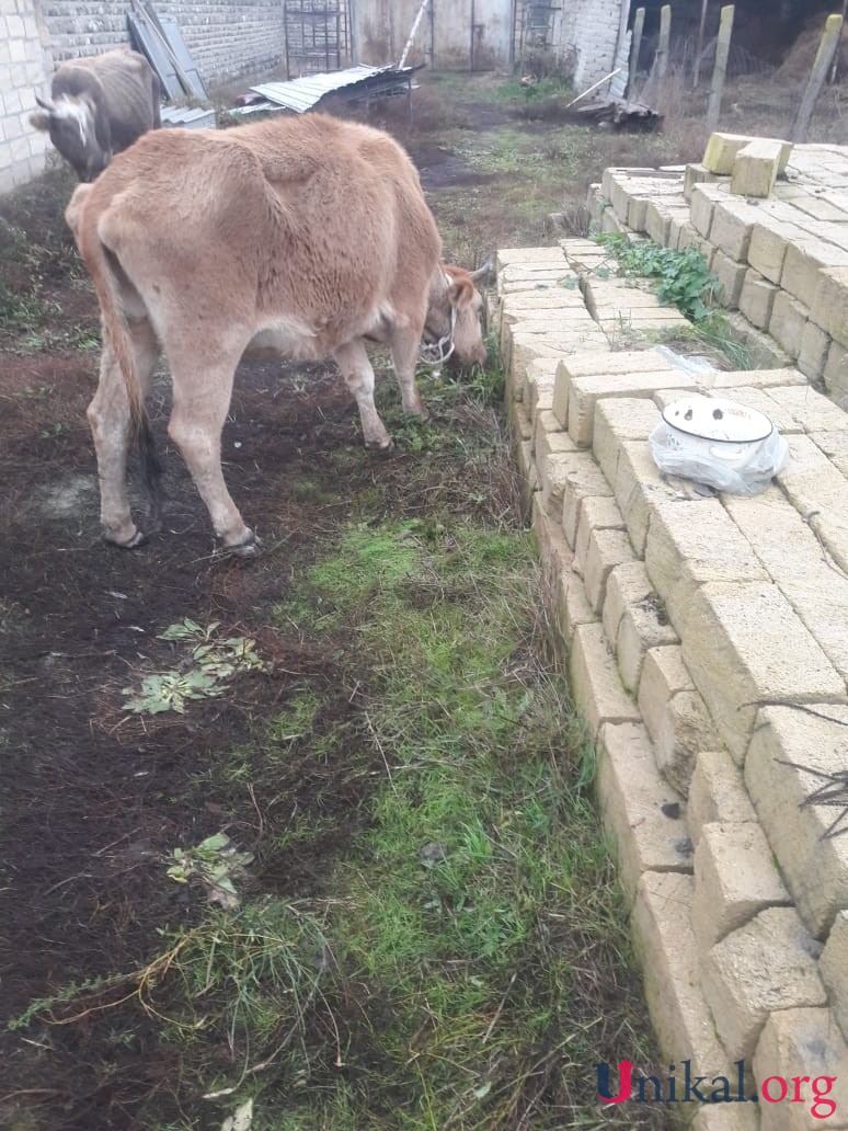 "Ərimi aldadıb yerimə qol çəkdiriblər..." - Bu dəfə vətəndaşa qotur inəklər verildi  (FOTOLAR)