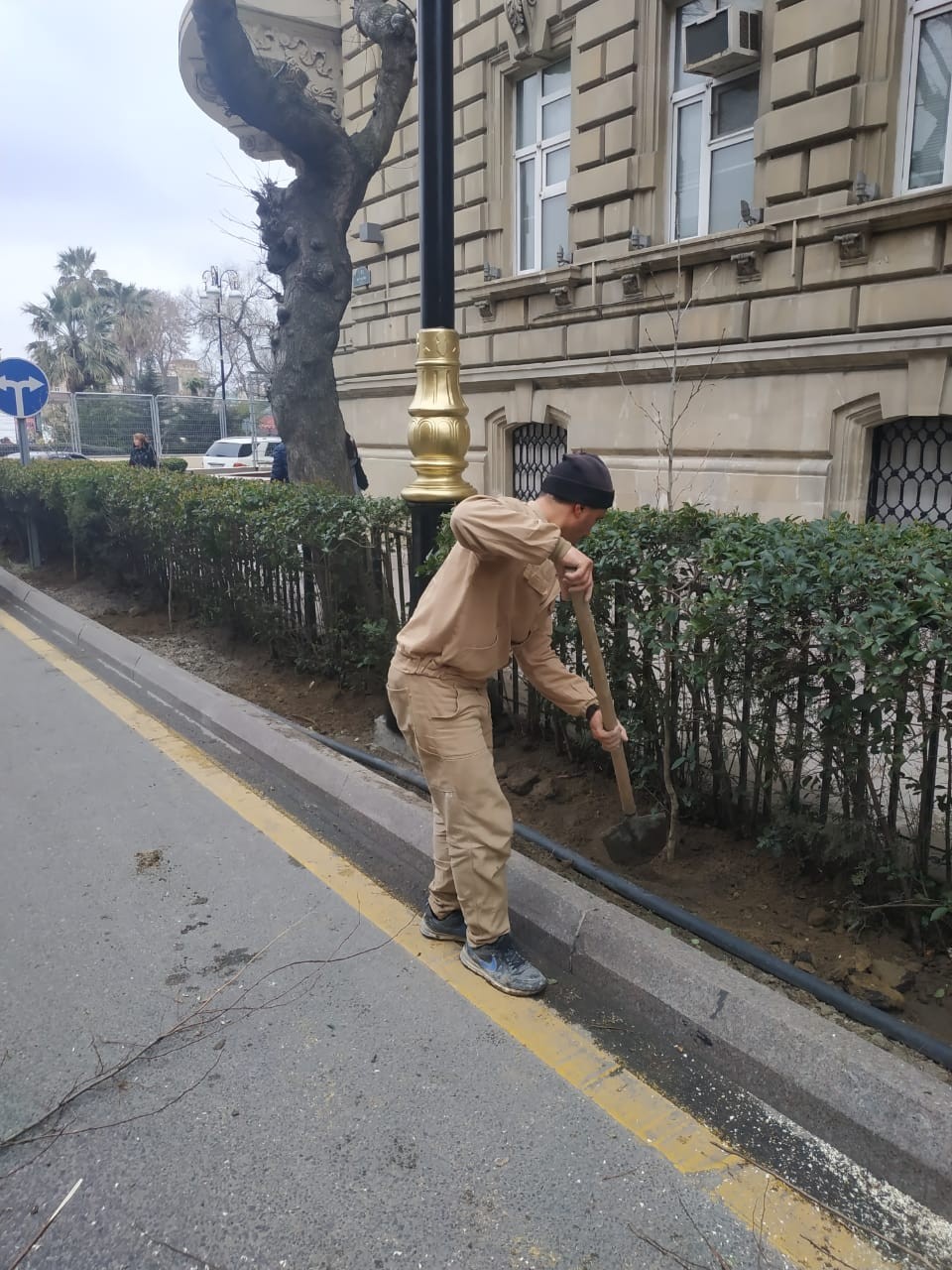 Qurumuş ağaclar  yeniləri ilə əvəzləndi - FOTO