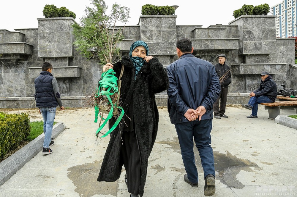 Nazirlik vətəndaşlara ağac tingləri payladı - FOTOLAR