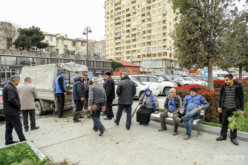 Nazirlik vətəndaşlara ağac tingləri payladı - FOTOLAR