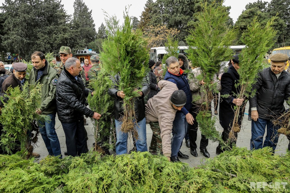 Nazirlik vətəndaşlara ağac tingləri payladı - FOTOLAR