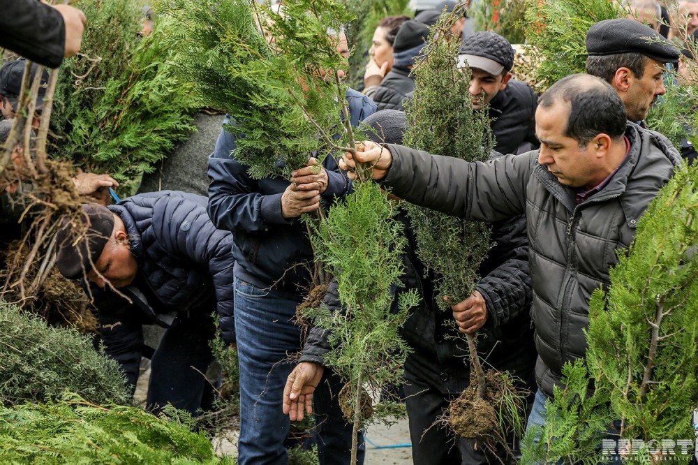 Nazirlik vətəndaşlara ağac tingləri payladı - FOTOLAR