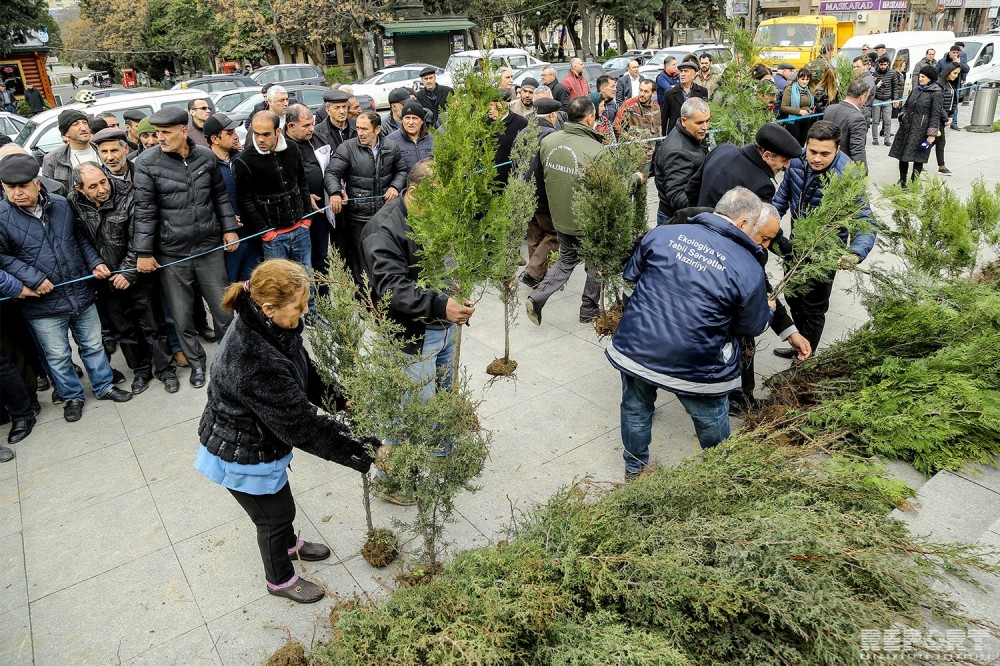 Nazirlik vətəndaşlara ağac tingləri payladı - FOTOLAR