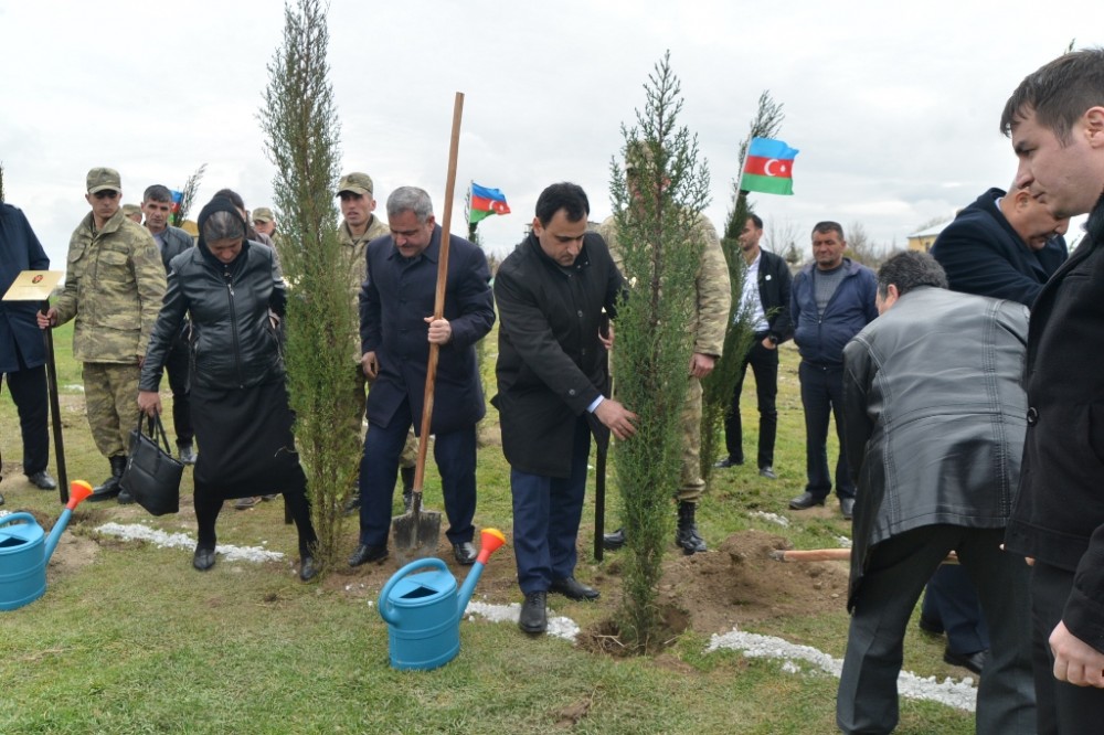 Nazirlik vətəndaşlara ağac tingləri payladı - FOTOLAR