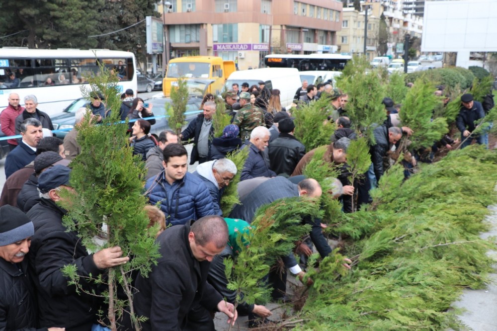 Ağac tinglərinin paylanılması aksiyası davam edir - FOTO