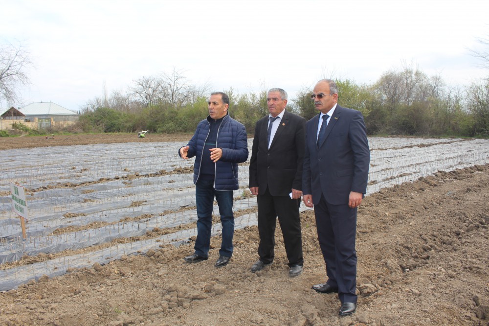 Müasir texnologiya əsasında yeni tingçilik təsərrüfatı yaradılır - FOTO