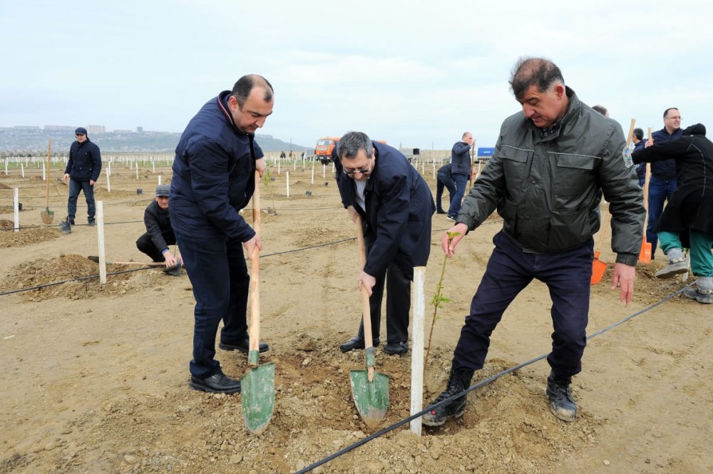 Ekalogiya nazirliyinin aksiyasına bu dəfə Nazirlər Kabineti qoşuldu - FOTOLAR