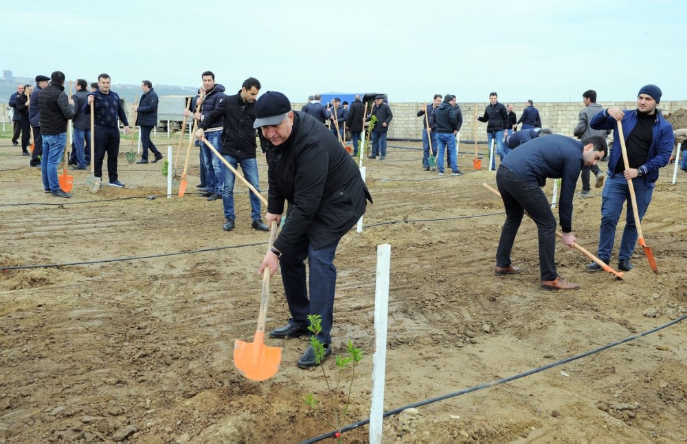 Nazirlik 1500 badam ağacı əkdi - FOTOLAR