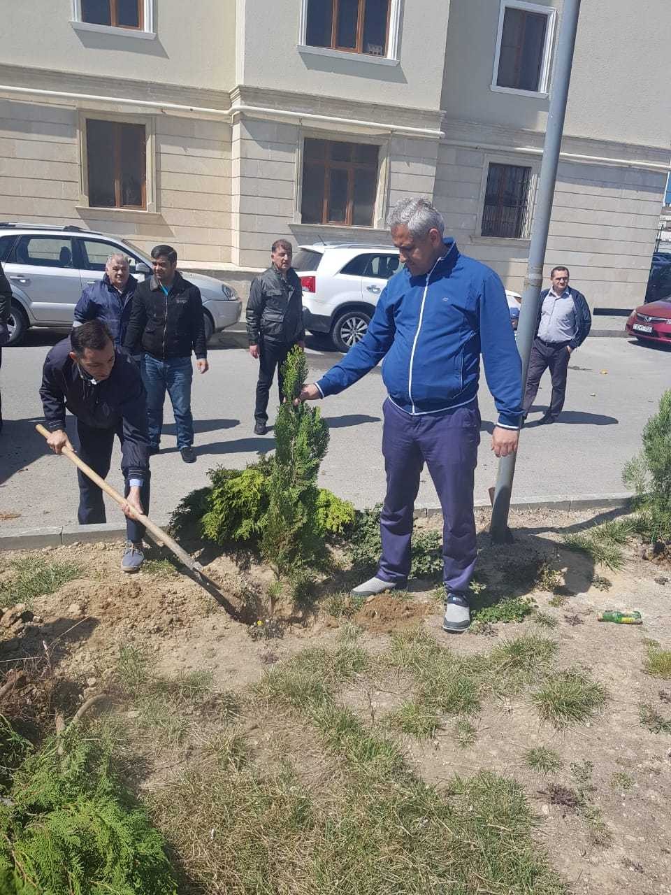 Jurnalistlərin binası qarşısında 300 meyvə və şam ağacı əkildi - FOTO