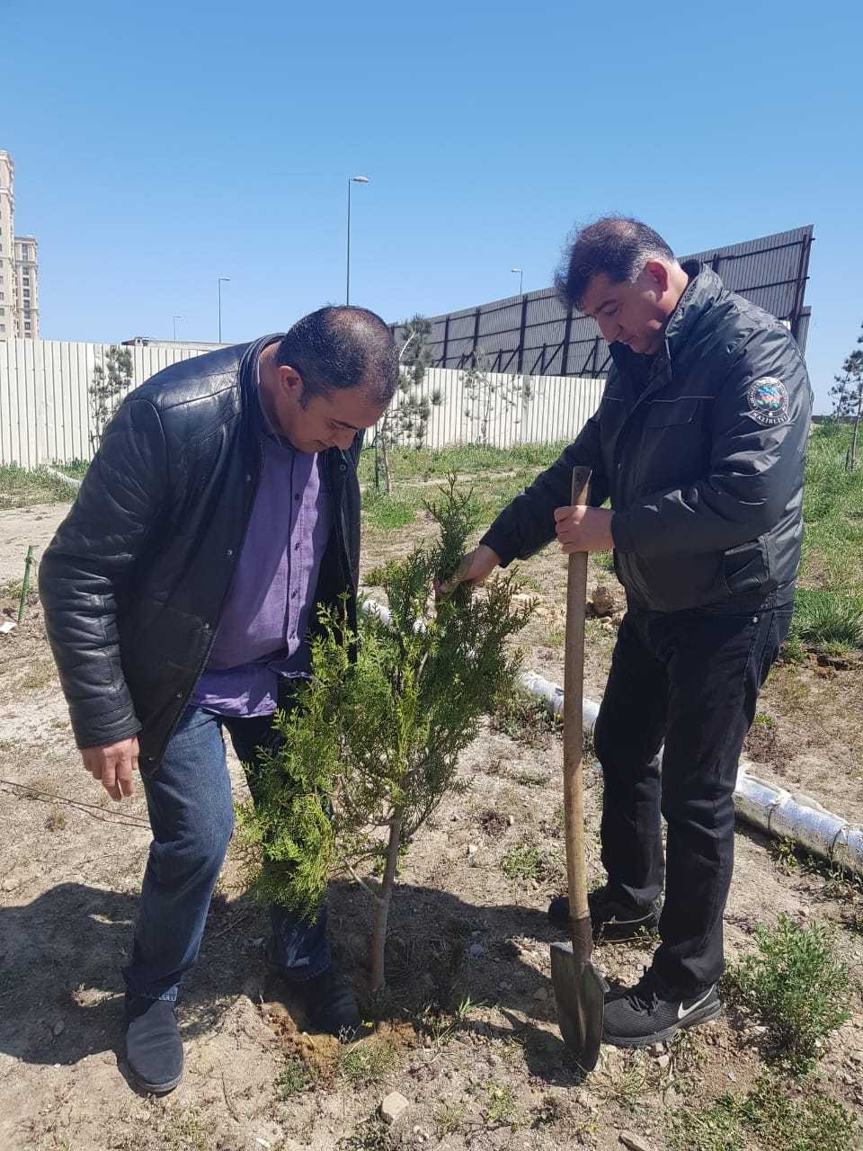 Jurnalistlərin binası qarşısında 300 meyvə və şam ağacı əkildi - FOTO