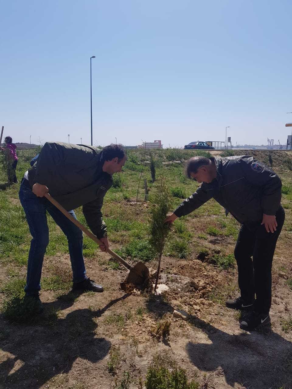 Jurnalistlərin binası qarşısında 300 meyvə və şam ağacı əkildi - FOTO