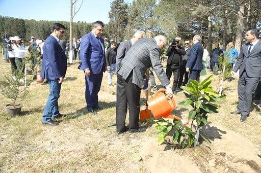 Sumqayıtda jurnalistlər ağac əkdi - FOTO