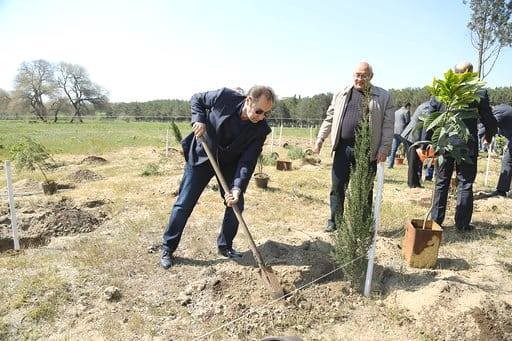 Sumqayıtda jurnalistlər ağac əkdi - FOTO