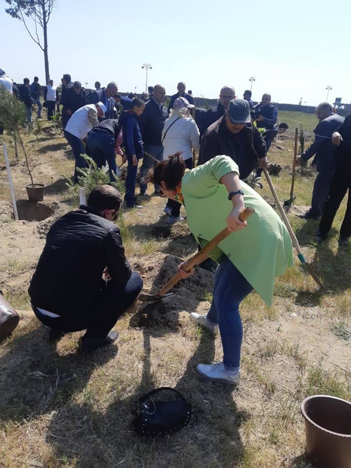 Sumqayıtda jurnalistlər ağac əkdi - FOTO