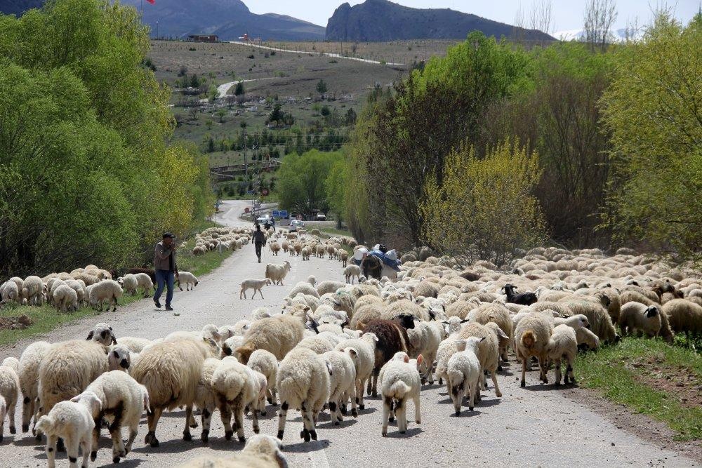 Yaylaq mövsümü ilə bağlı XƏBƏRDARLIQ (FOTO)