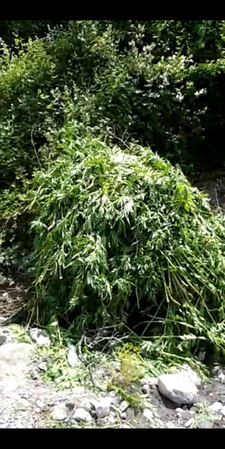 İsmayıllıda 4 ton narkotik vasitə məhv edildi - FOTO