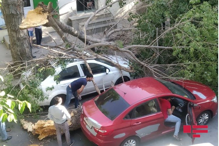 Bakıda ağac avtomobillərin üzərinə aşdı - Foto