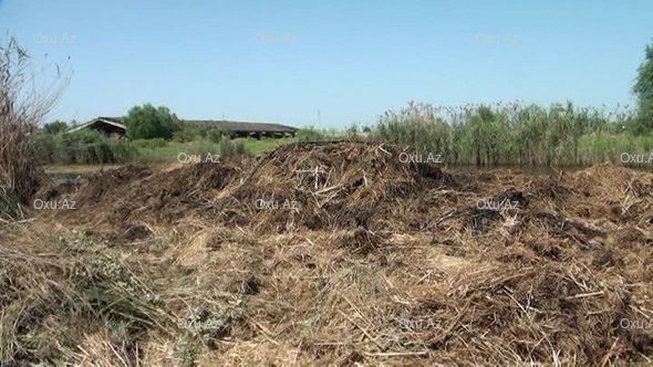 Yanğınları törədən manyak tutuldu - Sabirabadda ŞOK (FOTO)