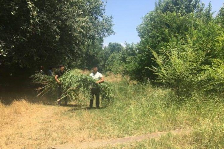 Zərdabda 1 tondan çox narkotik məhv edildi - FOTO