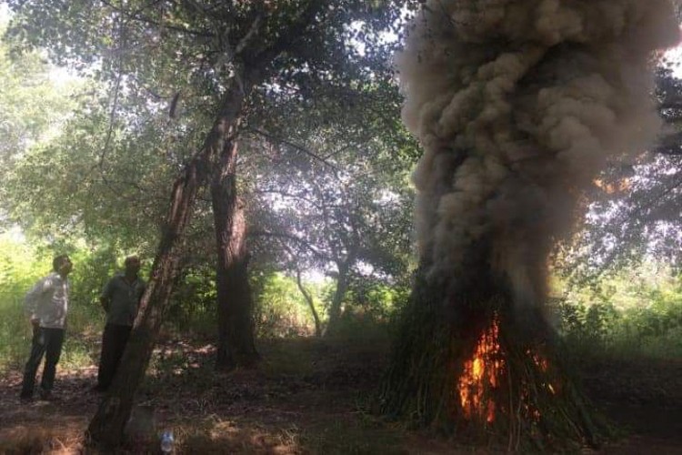 Zərdabda 1 tondan çox narkotik məhv edildi - FOTO