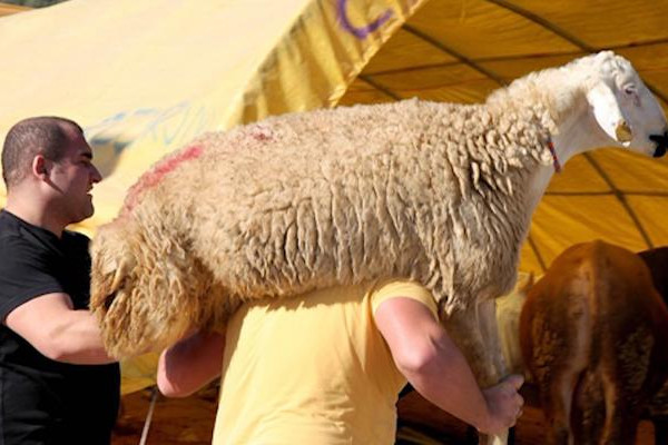 Qurban bayramında satış və ət kəsimi yarmarkaları - SİYAHI