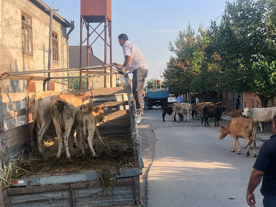 Avropadan gələn ailəyə 9 inək və 9 buzov verildi - FOTOLAR