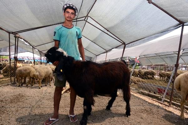 Qurbanlıq keçi 1070 manata SATILDI (FOTO)