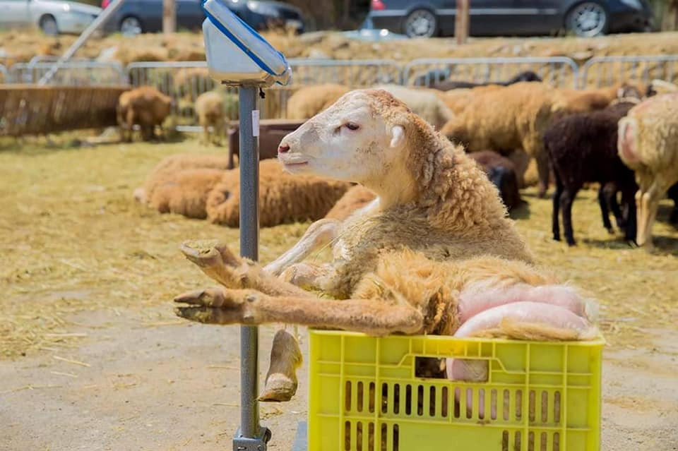 Qurbanlıq heyvanlar yarmarkada neçəyədir? - FOTO