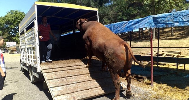 Qurban bayramında 1.5 tonluq öküz satılmadı - FOTOLAR