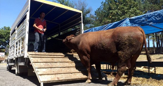 Qurban bayramında 1.5 tonluq öküz satılmadı - FOTOLAR