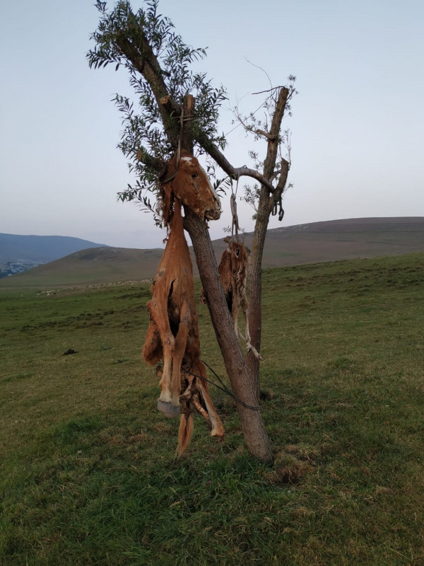 Azərbaycanda görünməmiş vəhşilik: At və balasını öldürüb, dirəkdən asdılar (FOTOLAR)