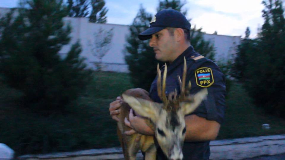 Qubada polislər yaralı ceyranı xilas etdi - FOTO