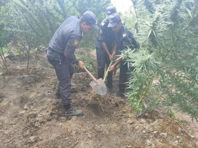 Salyanda narkotik alverçisi saxlanıldı - - FOTO