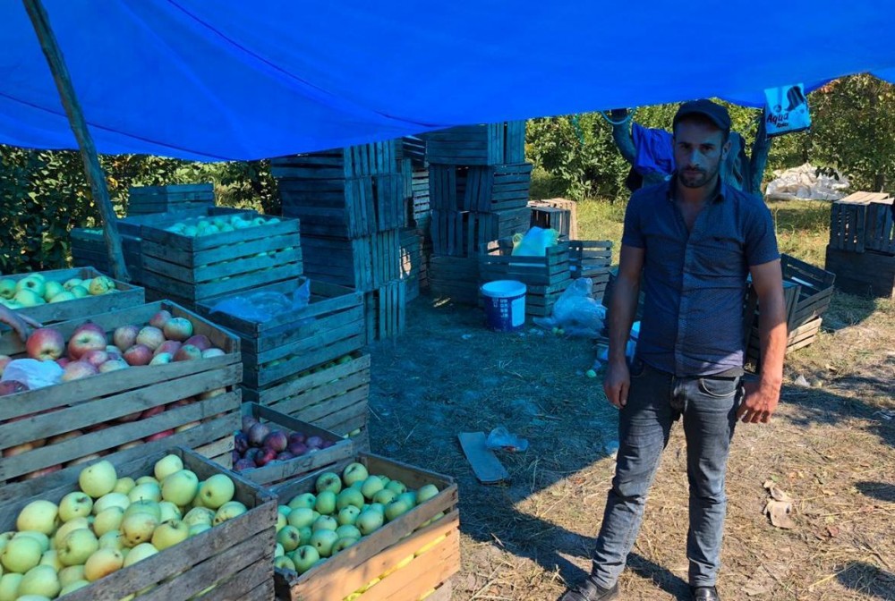 Qubada alma oğruları tutulub - FOTO