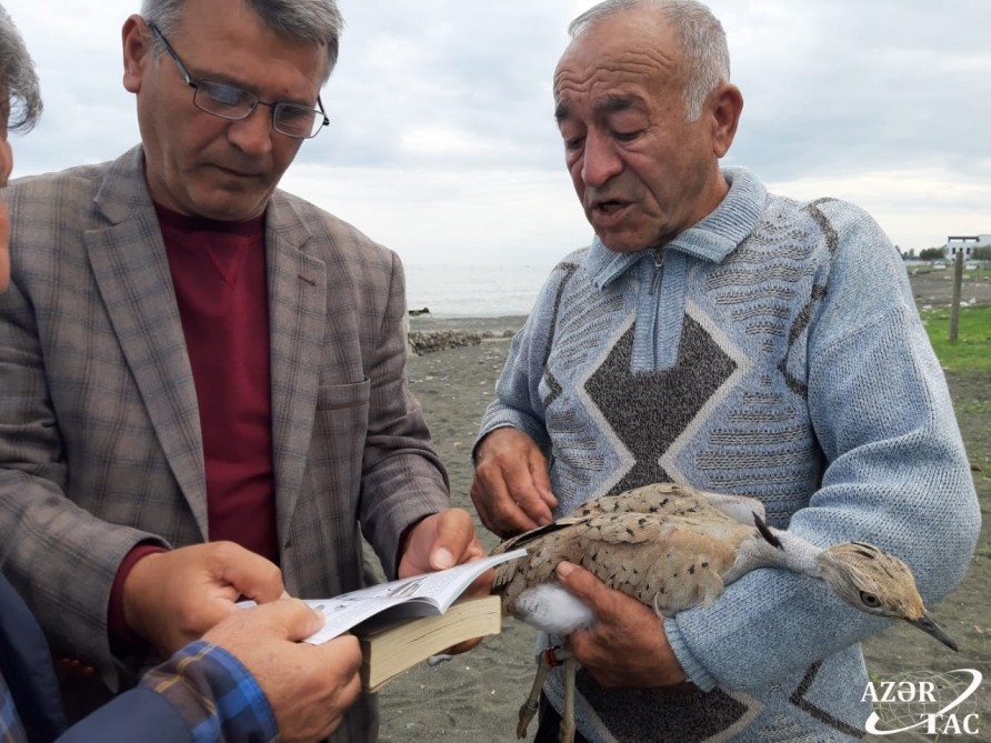 Bu quş Qazaxıstandan Lənkərana uçdu - FOTOLAR