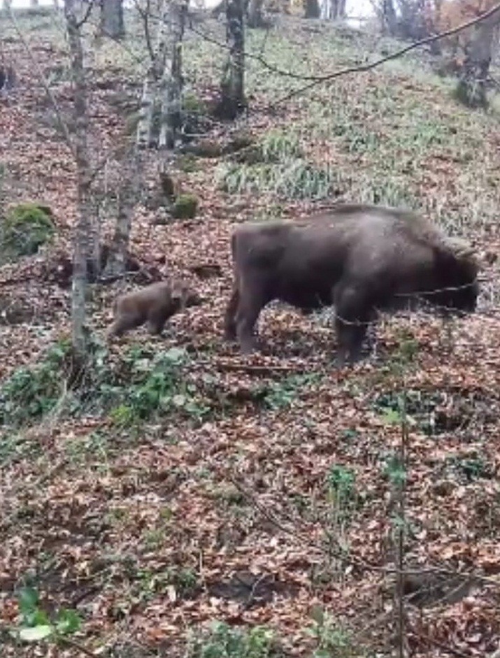 Şahdağ Milli Parkında zubr balası doğuldu - FOTO