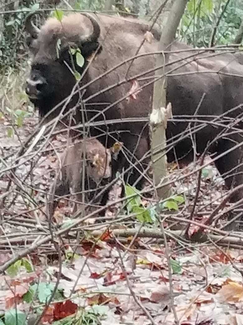 Şahdağ Milli Parkında zubr balası doğuldu - FOTO