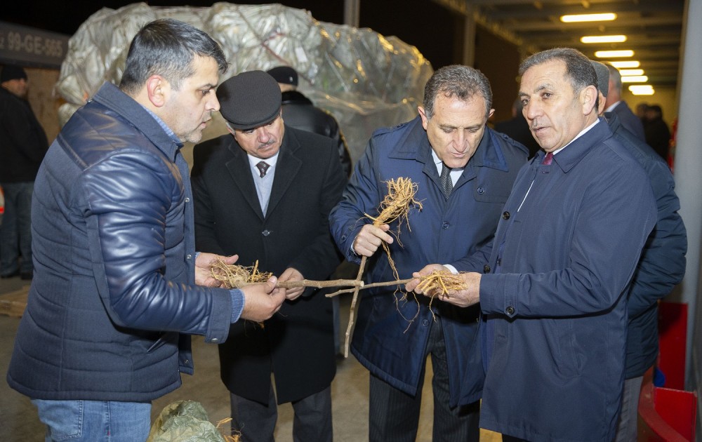 Çindən Azərbaycana 1 milyon ədəd tut tingi gətirildi - FOTO